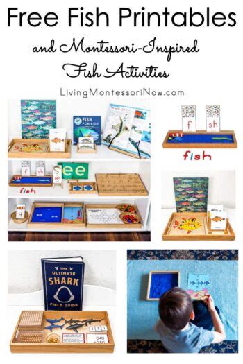 Free Fish Printables And Montessori Inspired Fish Activities Fish Science Activities For Preschoolers - Fish Science Activities For Preschoolers