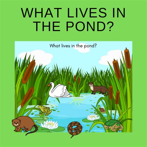 Free From The Pond Printable Worksheets For Kids Pond Life Worksheet - Pond Life Worksheet
