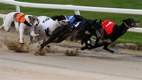 free greyhound racing tips for today australia