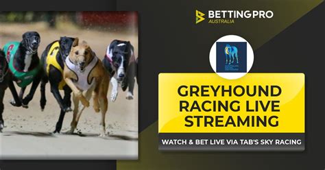 free greyhound streaming