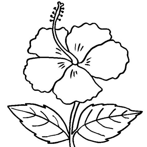 Free Hibiscus Coloring Page For Kids And Adults Hibiscus Flower Coloring Pages - Hibiscus Flower Coloring Pages