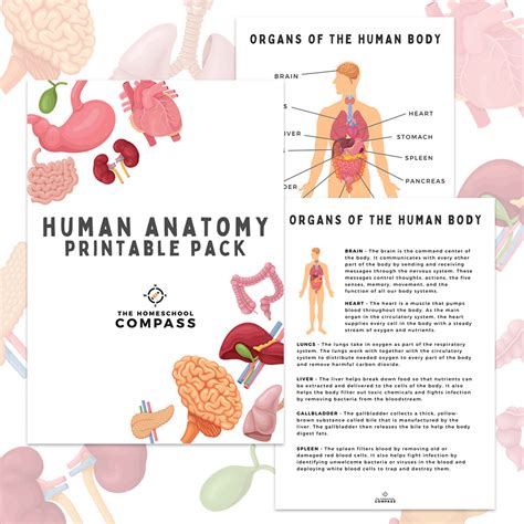 Free Human Anatomy Printable Pack Homeschool Compass Human Body With Labels - Human Body With Labels