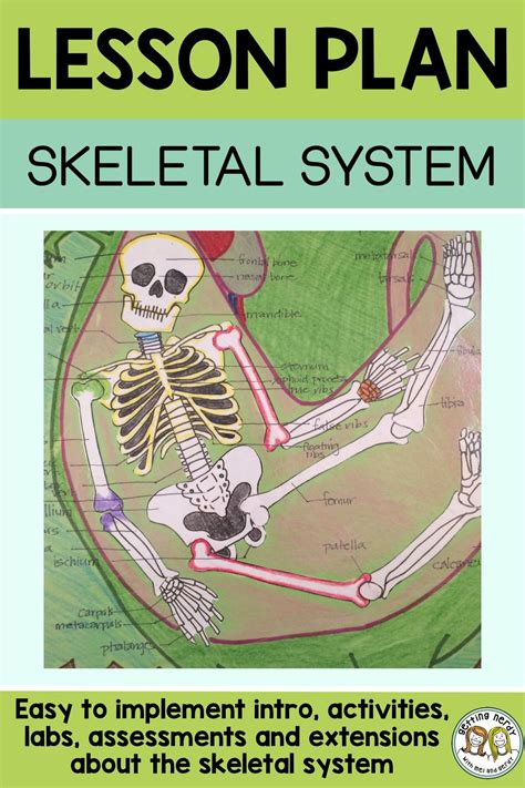 Free Human Body Lesson Plan Skeletal System Skeleton Middle School Skeletal System - Middle School Skeletal System