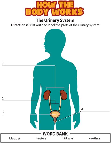 Free Human Body Lesson Plans Urinary System Urine Urine Worksheet 1st Grade - Urine Worksheet 1st Grade