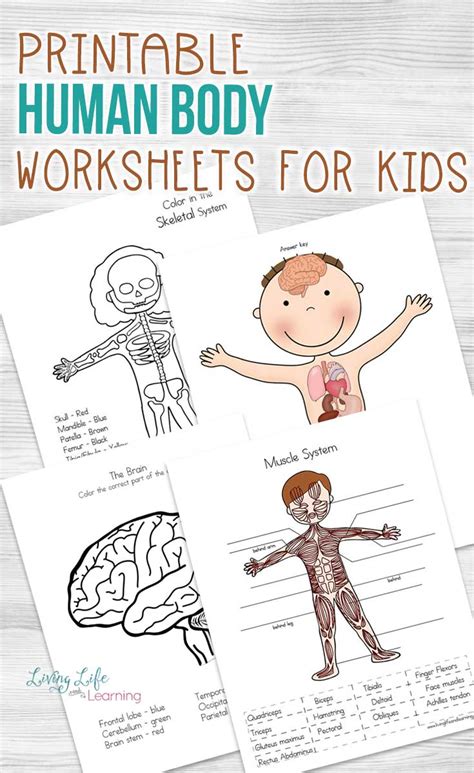 Free Human Body Systems Worksheets Homeschool Giveaways Body Systems Worksheet Middle School - Body Systems Worksheet Middle School