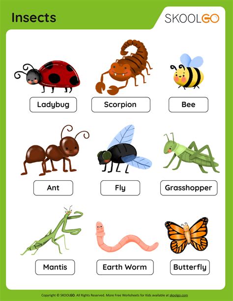Free Insect Worksheets For Kids Insect Worksheets For First Grade - Insect Worksheets For First Grade