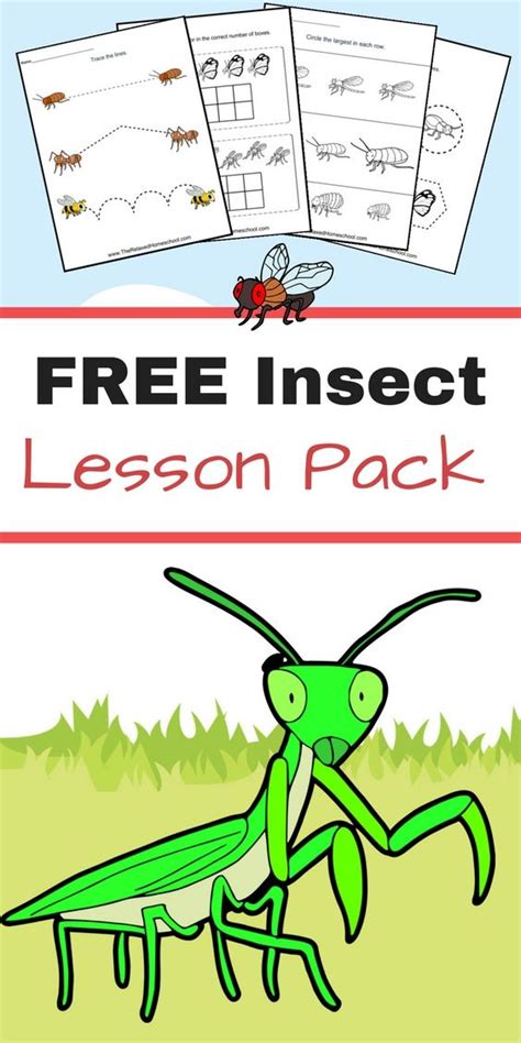Free Insect Worksheets Great For Elementary Students Insect Worksheets For First Grade - Insect Worksheets For First Grade