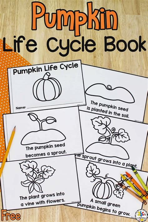 Free Kindergarten Pumpkin Book Life Cycle Made By Life Cycle Of A Pumpkin Kindergarten - Life Cycle Of A Pumpkin Kindergarten
