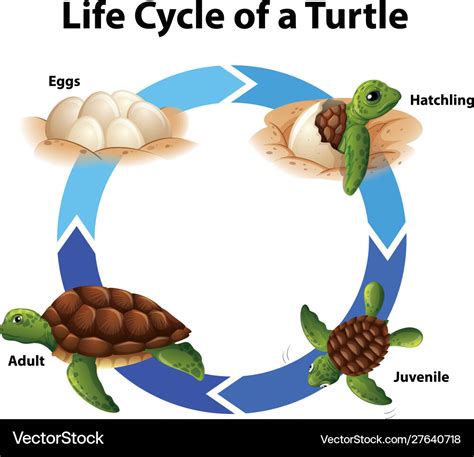 Free Life Cycle Of A Sea Turtle For Life Cycle Of A Turtle Printable - Life Cycle Of A Turtle Printable
