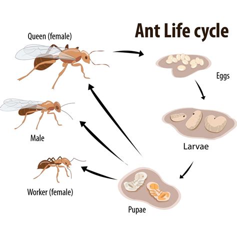 Free Life Cycle Of An Ant Printable Ant Life Cycle Worksheet - Ant Life Cycle Worksheet