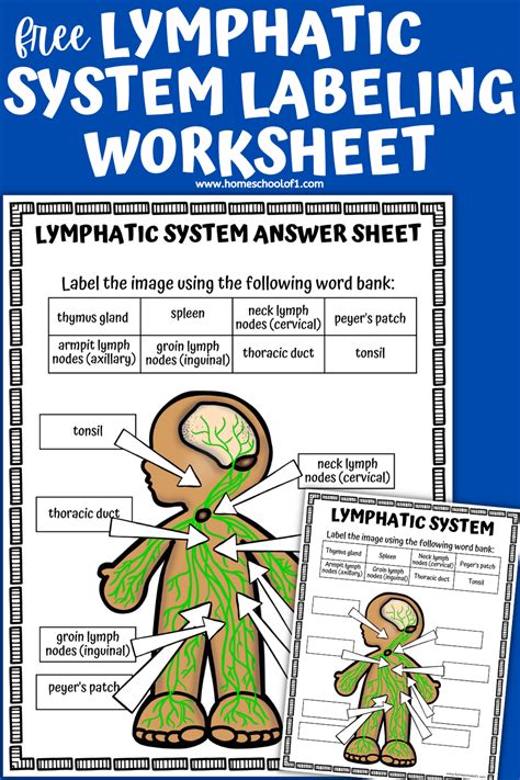 Free Lymphatic System Labeling Worksheet For Kids Homeschool Lymphatic System Coloring Page - Lymphatic System Coloring Page
