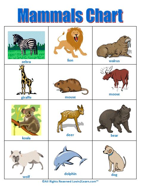 Free Mammal Animals For Kids Life Cycle Printable Mammals Kindergarten - Mammals Kindergarten