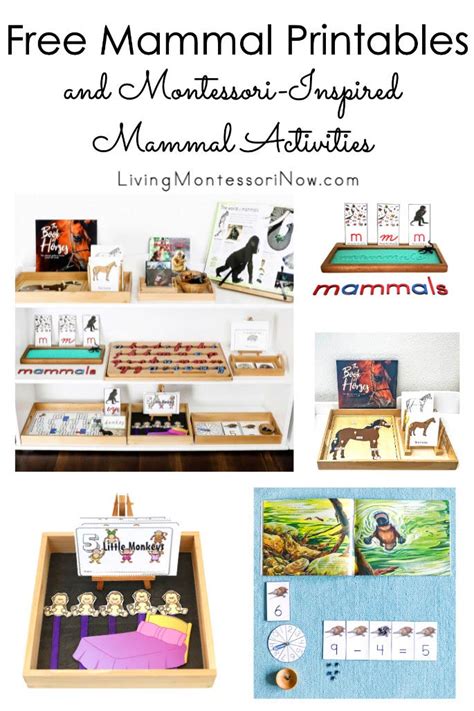 Free Mammal Printables And Montessori Inspired Mammal Activities Mammals Kindergarten - Mammals Kindergarten