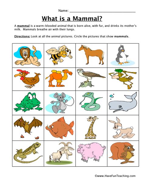 Free Mammal Worksheets For Prek And Kindergarten 9 Mammal Worksheets For Kindergarten - Mammal Worksheets For Kindergarten