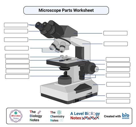 Free Microscope Worksheets Tpt Microscope Activity Worksheet - Microscope Activity Worksheet
