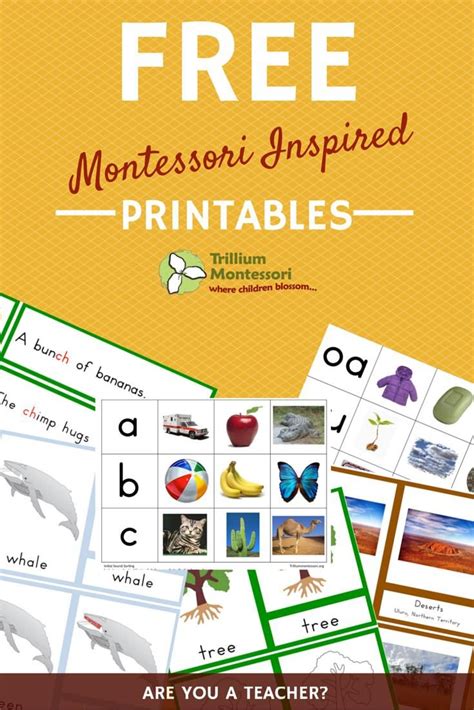 Free Montessori Printables Trillium Montessori Montessori Science Activities - Montessori Science Activities