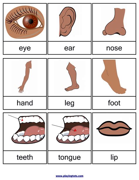 Free My Body Parts Printables For Young Learners Printable Body Parts Cut And Paste - Printable Body Parts Cut And Paste