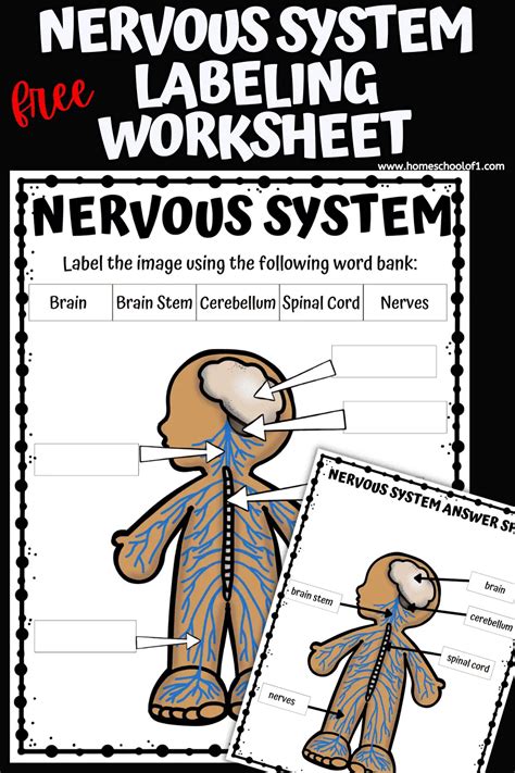 Free Nervous System Labeling Worksheet Homeschool Of 1 Nervous System Labeling Worksheet - Nervous System Labeling Worksheet