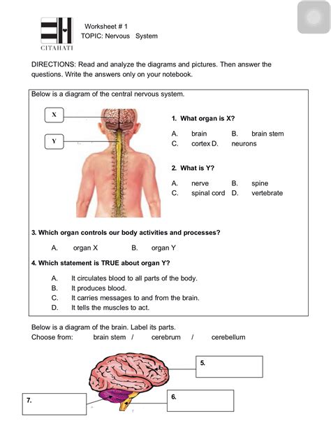 Free Nervous System Worksheets And Printables Nervous System Worksheet For Kids - Nervous System Worksheet For Kids