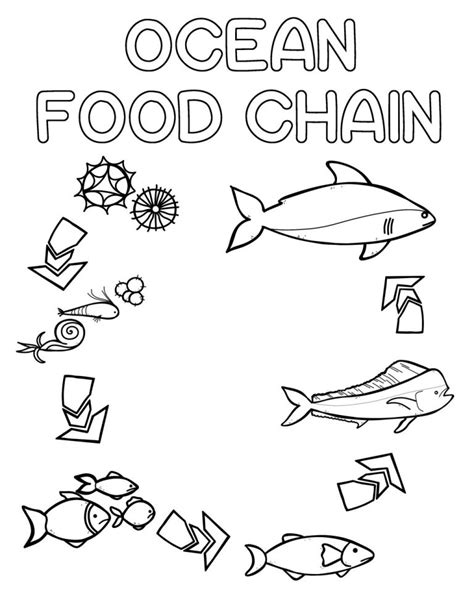 Free Ocean Food Chain Colouring Sheet Colouring Sheets Food Chain Coloring Sheets - Food Chain Coloring Sheets