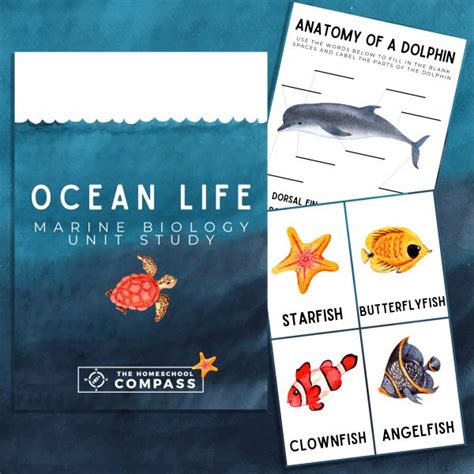 Free Ocean Life Marine Biology Printable Pack Marine Science Worksheets - Marine Science Worksheets