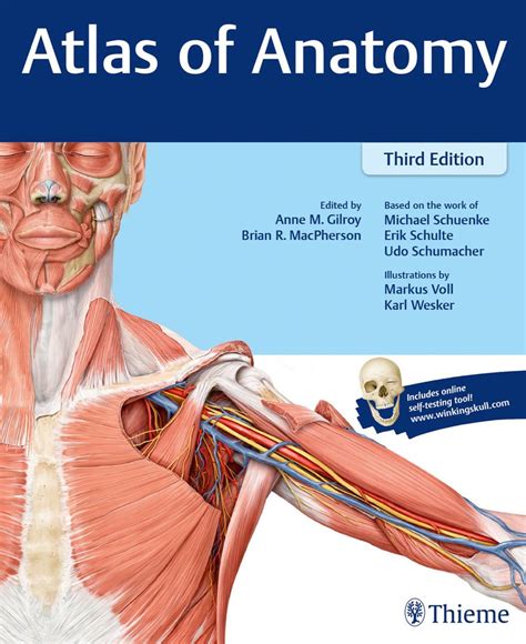 Free Online Atlas Anatomy Of The Human Body Printable Diagram Of The Skeletal System - Printable Diagram Of The Skeletal System