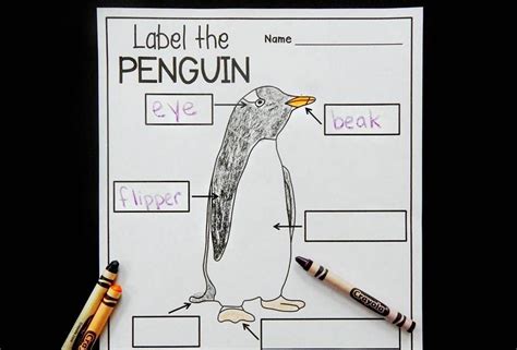 Free Parts Of A Penguin Labeling Printable The Kindergarten Labeling Worksheets - Kindergarten Labeling Worksheets