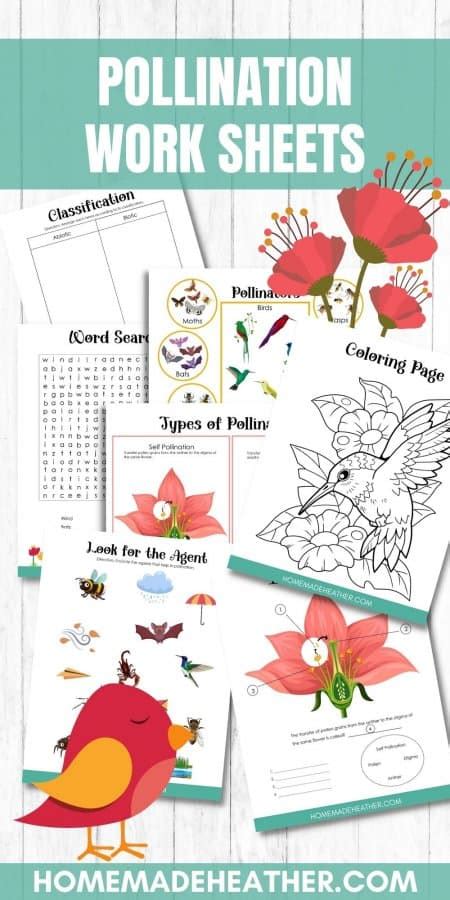 Free Pollination Printable Work Sheets Homemade Heather Pollination Worksheet 7th Grade - Pollination Worksheet 7th Grade