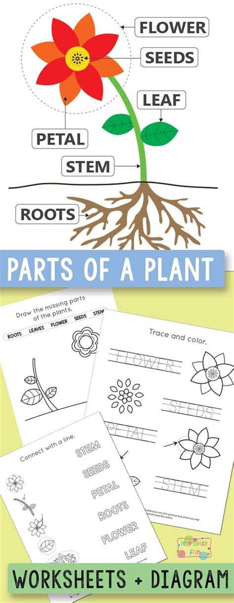 Free Preschool Plants Worksheets Amp Printables Supplyme Plant Worksheet For Preschool - Plant Worksheet For Preschool