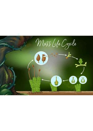 Free Printable Amp Interactive Moss Life Cycle Worksheets Moss Life Cycle Worksheet - Moss Life Cycle Worksheet