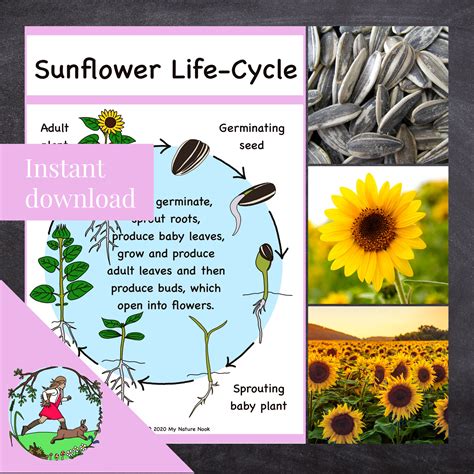 Free Printable Amp Interactive Sunflower Life Cycle Worksheets Sunflower Life Cycle Worksheet - Sunflower Life Cycle Worksheet