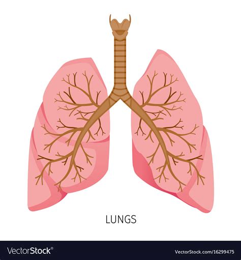 Free Printable Anatomy Of Human Lungs Worksheet Kiddoworksheets Lung Worksheet 2nd Grade - Lung Worksheet 2nd Grade