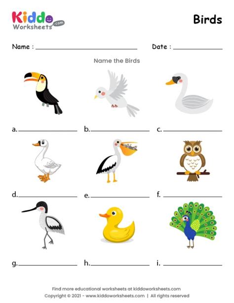 Free Printable Birds Worksheet Kiddoworksheets Worksheet On Birds - Worksheet On Birds