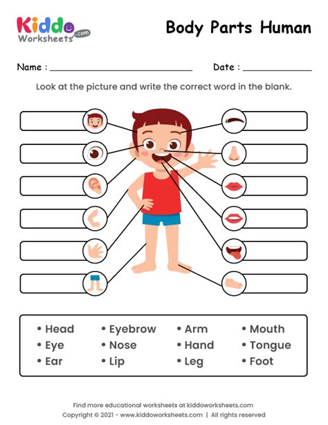 Free Printable Body Parts Worksheets Kiddoworksheets Body Parts Fill In The Blanks - Body Parts Fill In The Blanks