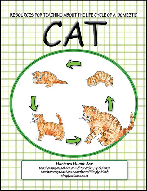 Free Printable Cat Life Cycle For Kids Worksheets The Black Cat Questions Worksheet Answers - The Black Cat Questions Worksheet Answers