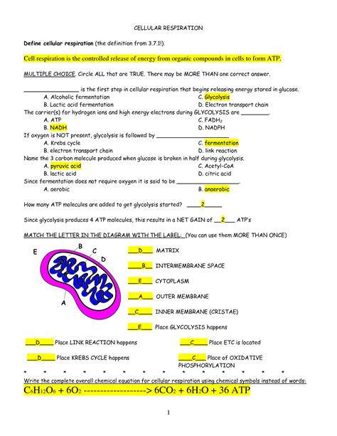 Free Printable Cellular Respiration Worksheets For 11th Grade Cellular Respiration And Fermentation Worksheet - Cellular Respiration And Fermentation Worksheet