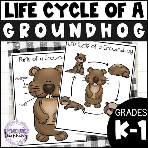 Free Printable Groundhog Life Cycle Worksheets Groundhog Math Worksheets - Groundhog Math Worksheets