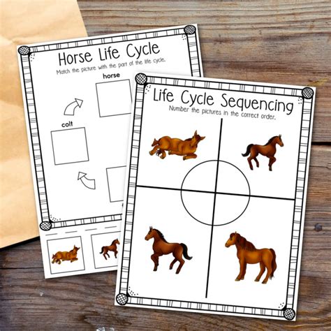 Free Printable Horse Life Cycle For Kids Life Cycle Of Horse - Life Cycle Of Horse