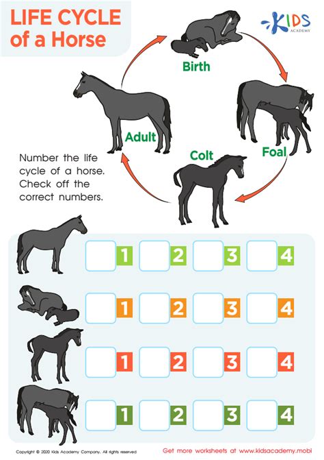 Free Printable Horse Life Cycle Worksheets For Kids Life Cycle Of Horse - Life Cycle Of Horse