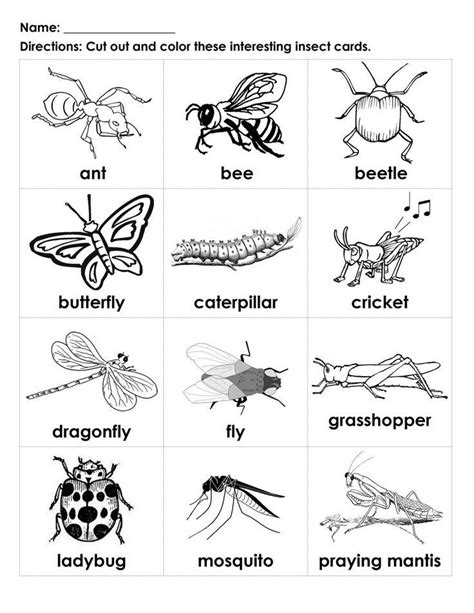 Free Printable Insects Worksheet Kiddoworksheets Insect Worksheet For First Grade - Insect Worksheet For First Grade