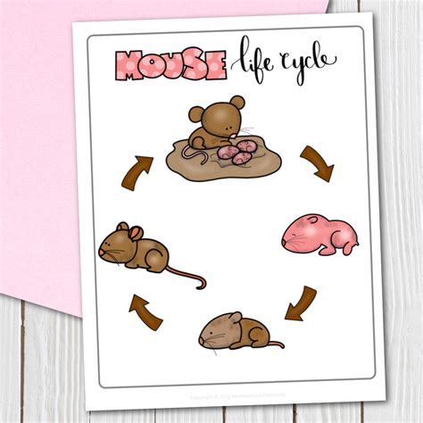 Free Printable Mouse Life Cycle Diagram For Preschoolers Life Cycle Of A Mouse - Life Cycle Of A Mouse