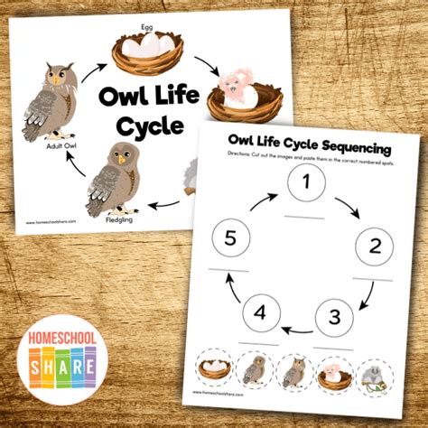 Free Printable Owl Life Cycle Worksheets The Keeper Owl Math Worksheets - Owl Math Worksheets