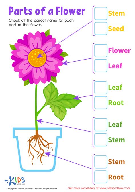 Free Printable Parts Of A Flower Preschool Worksheet Preschool Flower Theme Worksheets - Preschool Flower Theme Worksheets