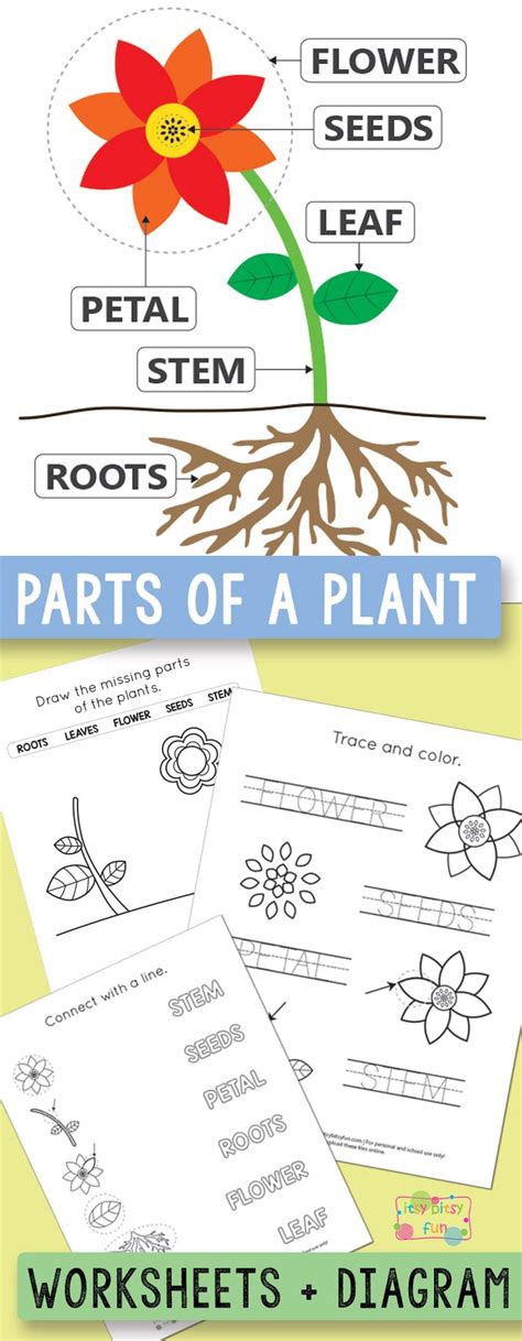Free Printable Parts Of A Plant Worksheets Itsy Parts Of A Plant Work Sheet - Parts Of A Plant Work Sheet
