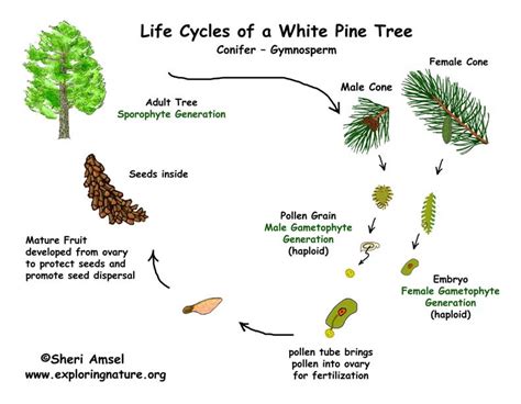 Free Printable Pine Tree Life Cycle Worksheets The Pine Kindergarten Worksheet - Pine Kindergarten Worksheet