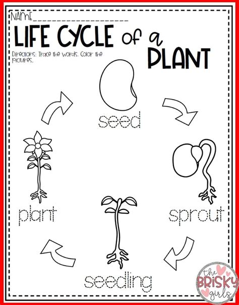 Free Printable Plant Life Cycle For Kids Reader Plant Worksheet For Preschool - Plant Worksheet For Preschool