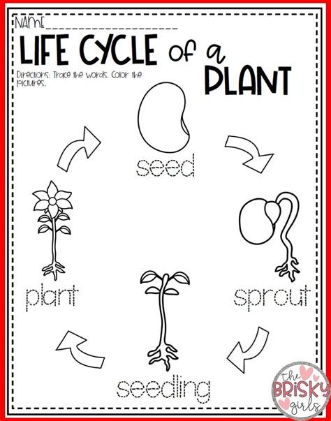 Free Printable Plant Life Cycle Worksheet Byjuu0027s Plant Cycle Worksheet - Plant Cycle Worksheet