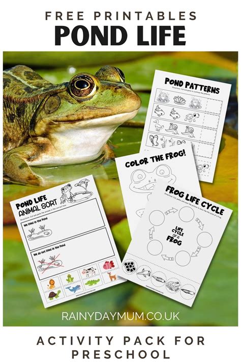 Free Printable Preschool Pond Life Activity Pack Rainy Pond Life Coloring Page - Pond Life Coloring Page