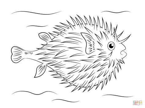 Free Printable Puffer Fish Coloring Pages For Kids Puffer Fish Coloring Page - Puffer Fish Coloring Page