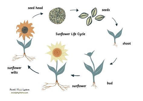 Free Printable Sunflower Life Cycle Sunflower Lesson For Sunflower Life Cycle Worksheet - Sunflower Life Cycle Worksheet